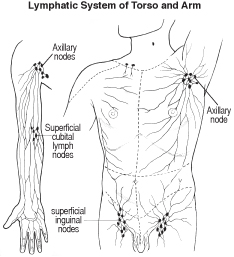 lymph-torso
